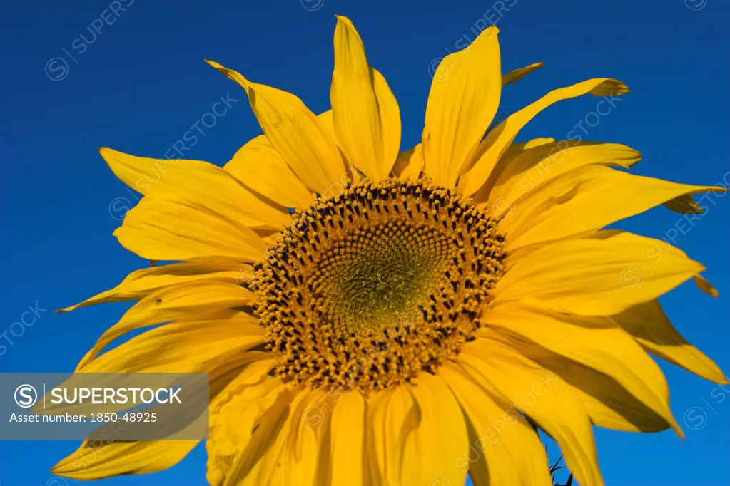 Helianthus annuus, Sunflower, Yellow subject.