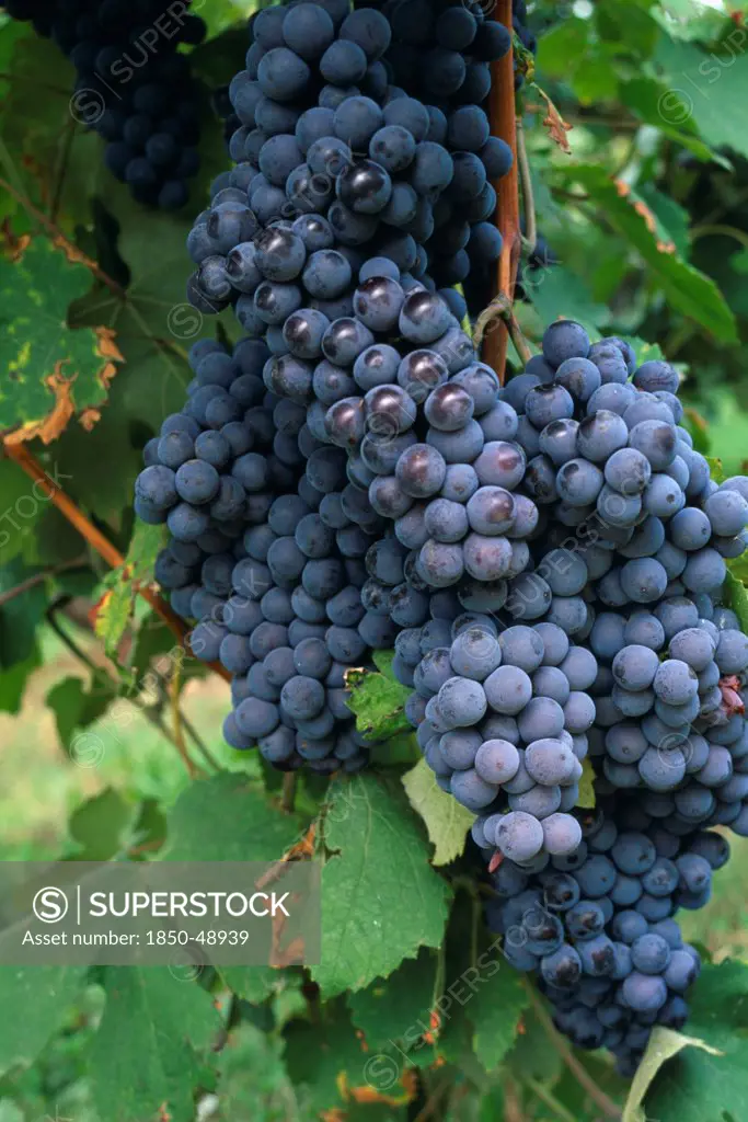 Vitis vinifera, Grape, Purple subject.