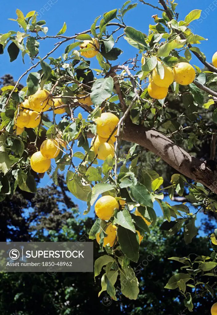 Citrus limon, Lemon, Yellow subject.
