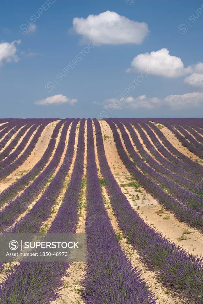 Lavandula angustifolia, Lavender, Purple subject.