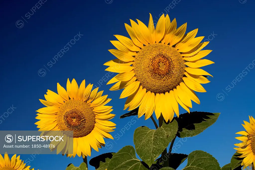 Helianthus annuus, Sunflower, Yellow subject, Blue background.