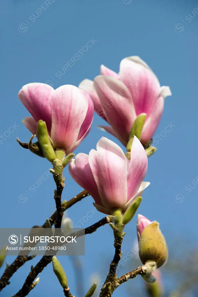 Magnolia soulangeana, Magnolia, Pink subject, Blue background.