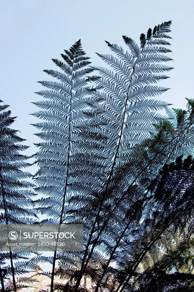 Dicksonia antartica, Fern, Tree fern, Black subject.