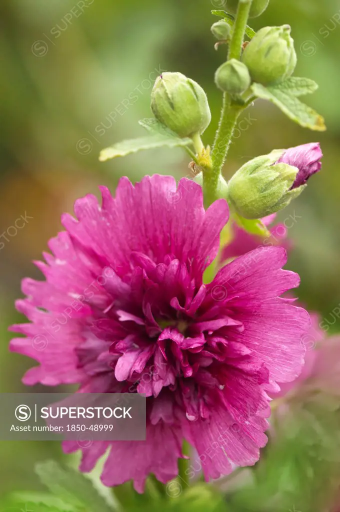 Alcea rosea 'Queeny purple', Hollyhock, Purple subject.