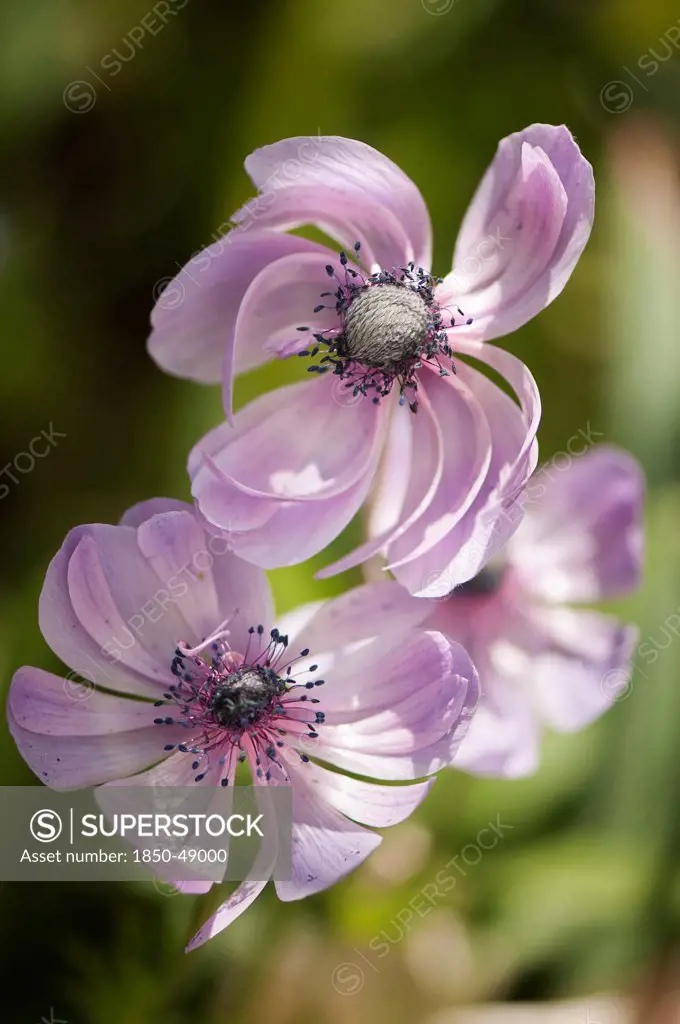 Anemone coronaria cultivar, Anemone, Purple subject.