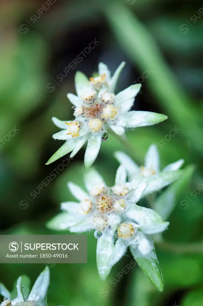 Leontopodium alpinum, Edelweiss, White subject.