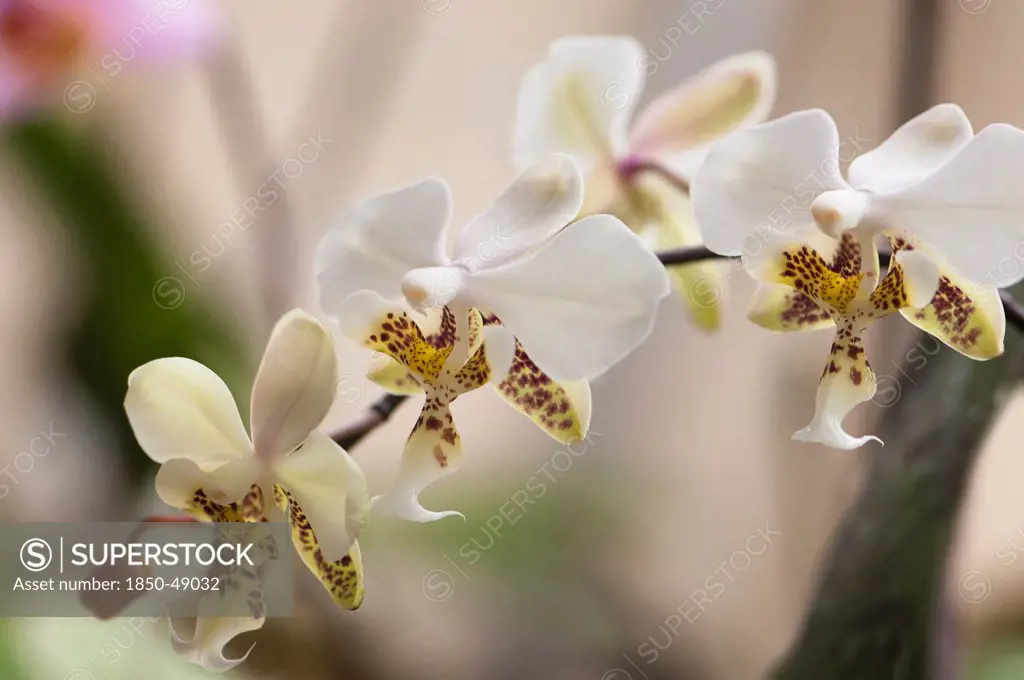 Phalaenopsis stuartiana, Orchid, Moth orchid, White subject.