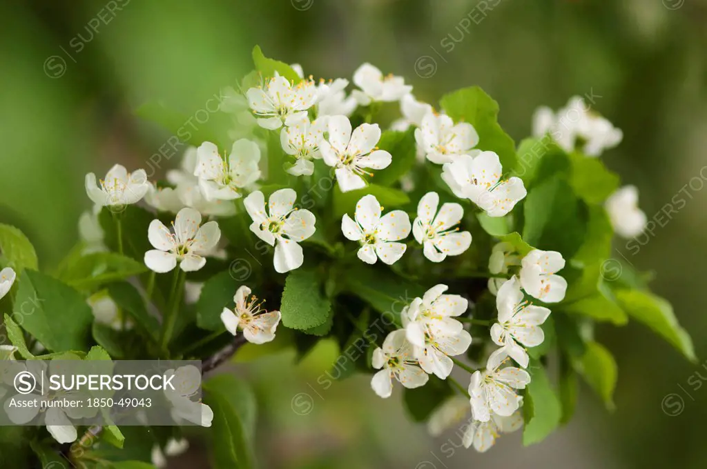 Prunus cerasus 'Surefire', Cherry, Sour cherry, White subject.