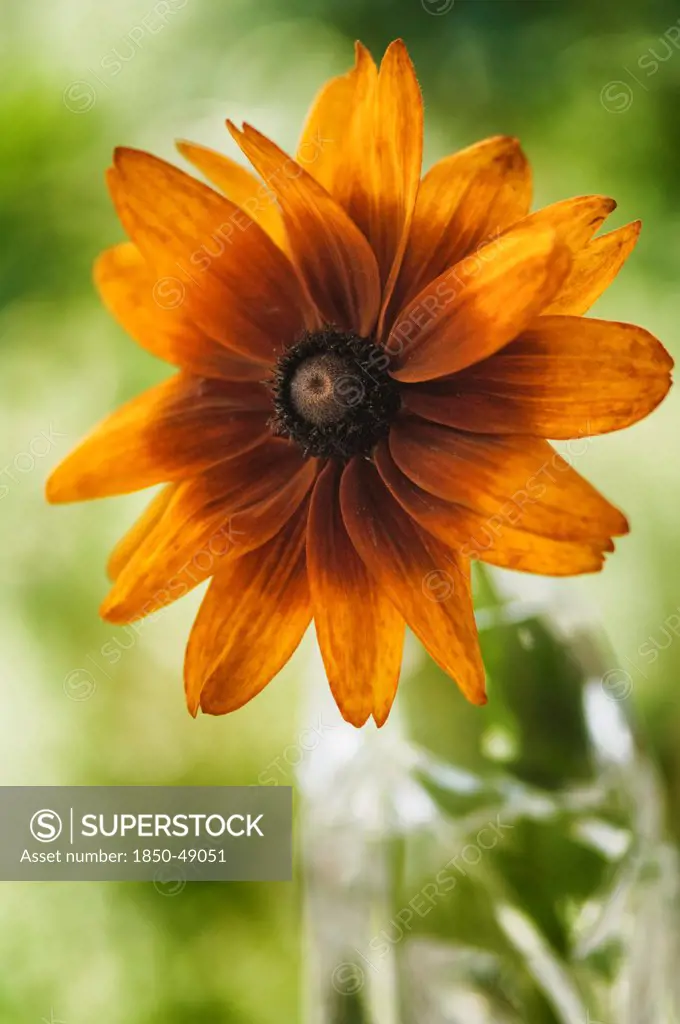 Rudbeckia hirta 'Autumn colors', Black-eyed Susan, Orange subject.