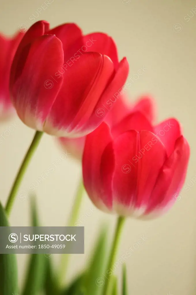 Tulipa cultivar, Tulip, Red subject.