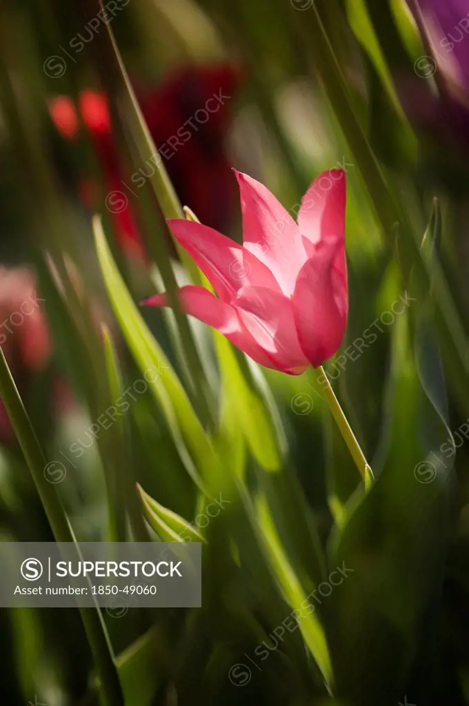 Tulipa cultivar, Tulip, Red subject.
