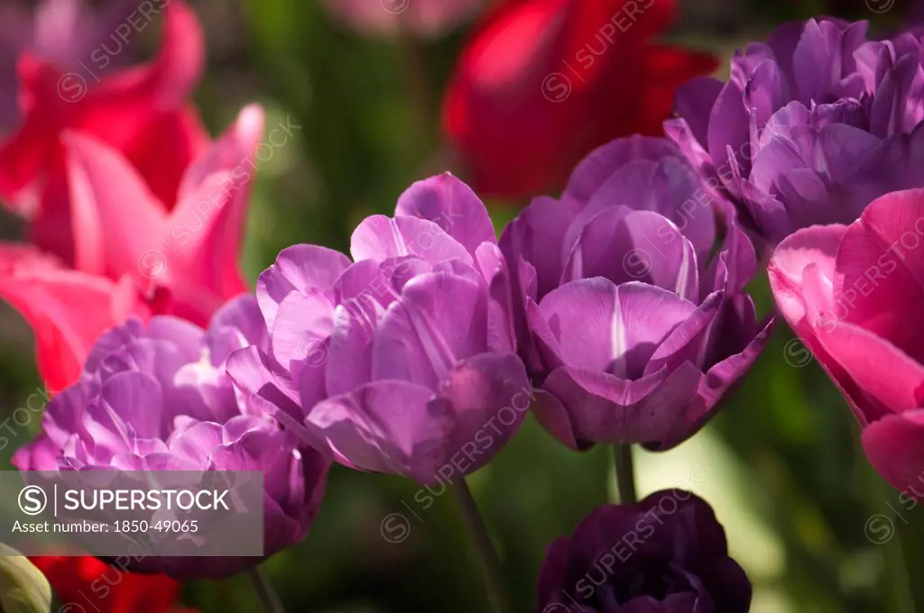Tulipa 'Blue spectacle', Tulip, Purple subject.