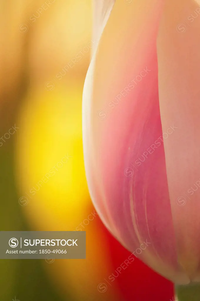 Tulipa 'Blushing Lady', Tulip, Pink subject.