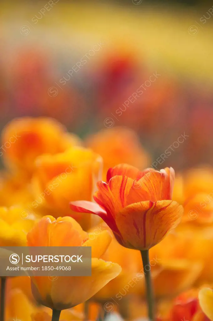 Tulipa 'Daydream', Tulip, Orange subject.