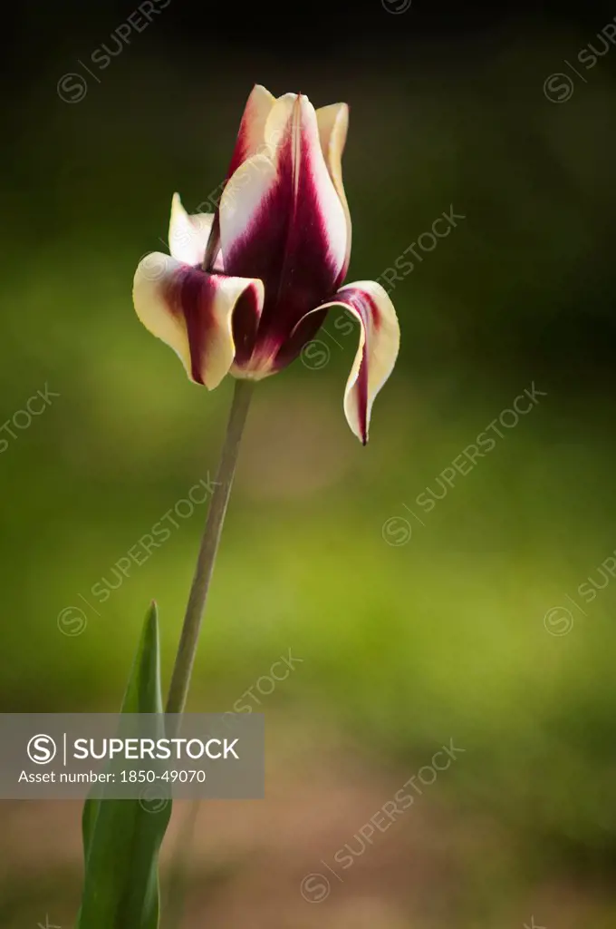 Tulipa 'Gavota', Mixed colours subject.