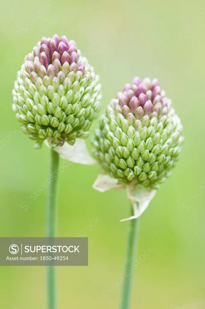 Allium sphaerocephalon, Allium, Green subject.