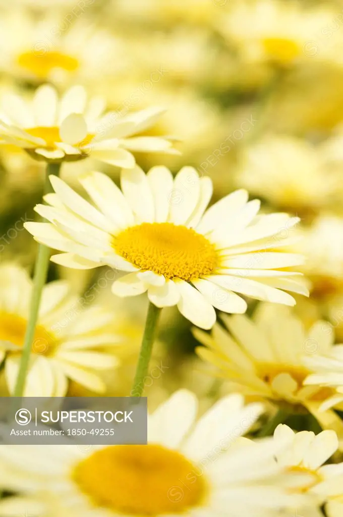 Argyranthemum frutescens 'Butterfly', Daisy, Marguerite daisy, Yellow subject.