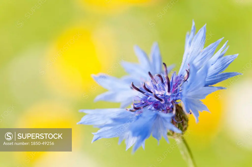Centaurea cyanus, Cornflower, Blue subject.