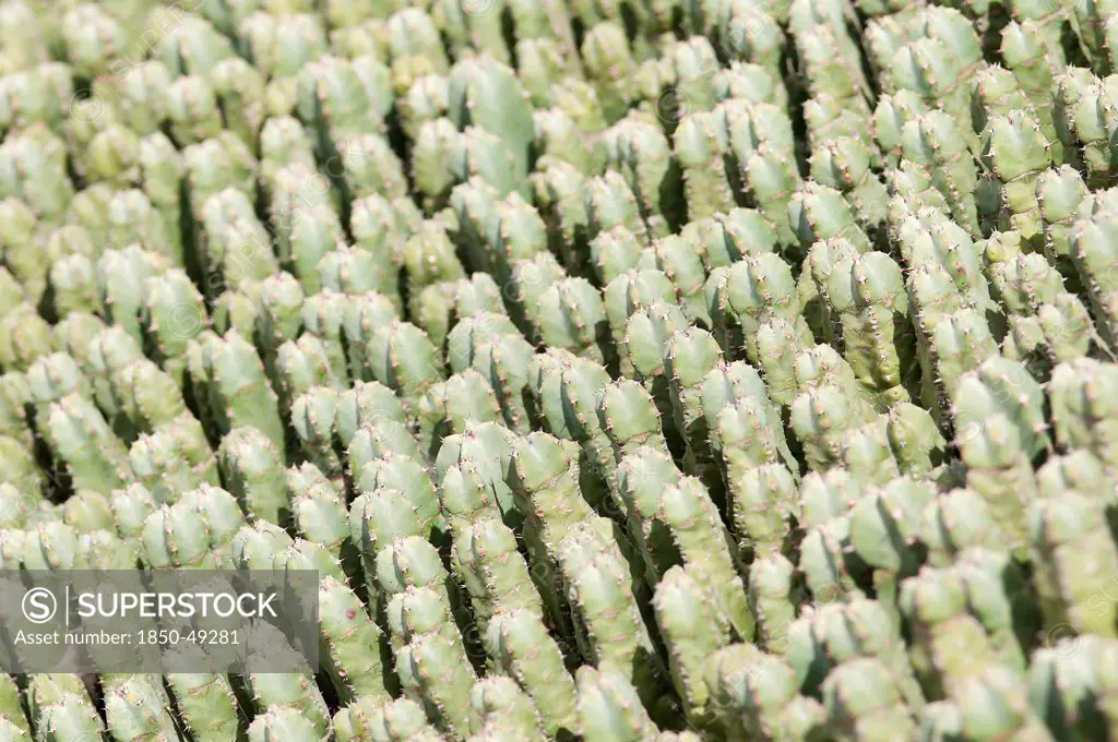 Mammillaria spinosissima, Cactus, Pincushion cactus, Green subject.