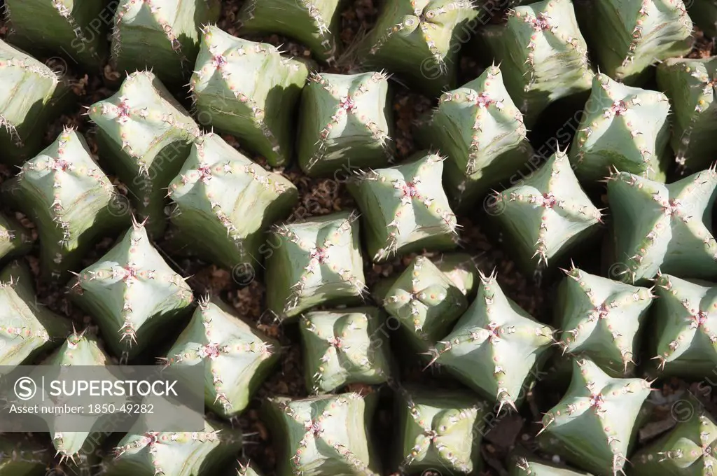 Mammillaria spinosissima, Cactus, Pincushion cactus, Green subject.