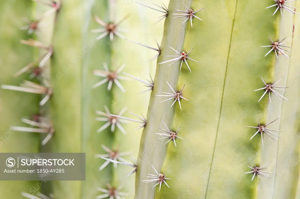 Pachycereus weberi, Cactus, Green subject.