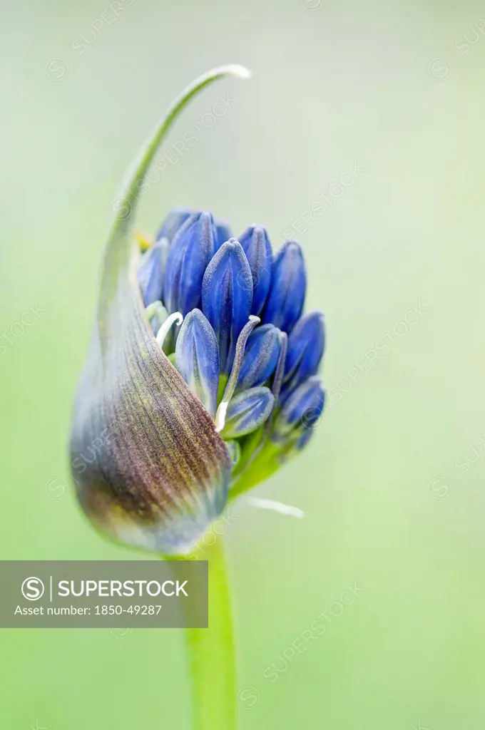 Agapanthus 'Delft', Agapanthus, Blue subject, Green background.