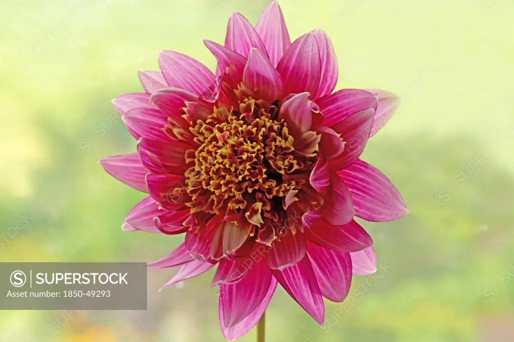 Dahlia cultivar, Dahlia, Collarette dahlia, Pink subject.