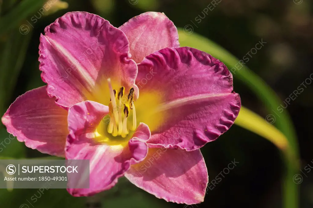 Hemerocallis cultivar, Lily, Daylily, Pink subject.