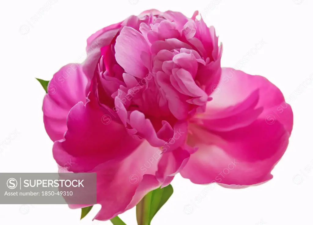 Paeonia cultivar, Peony, Pink subject, White background.