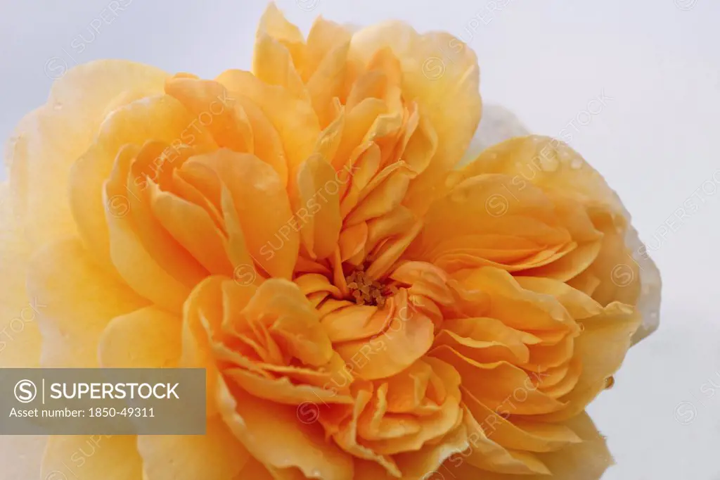 Rosa 'Buff Beauty', Rose, Orange subject, White background.
