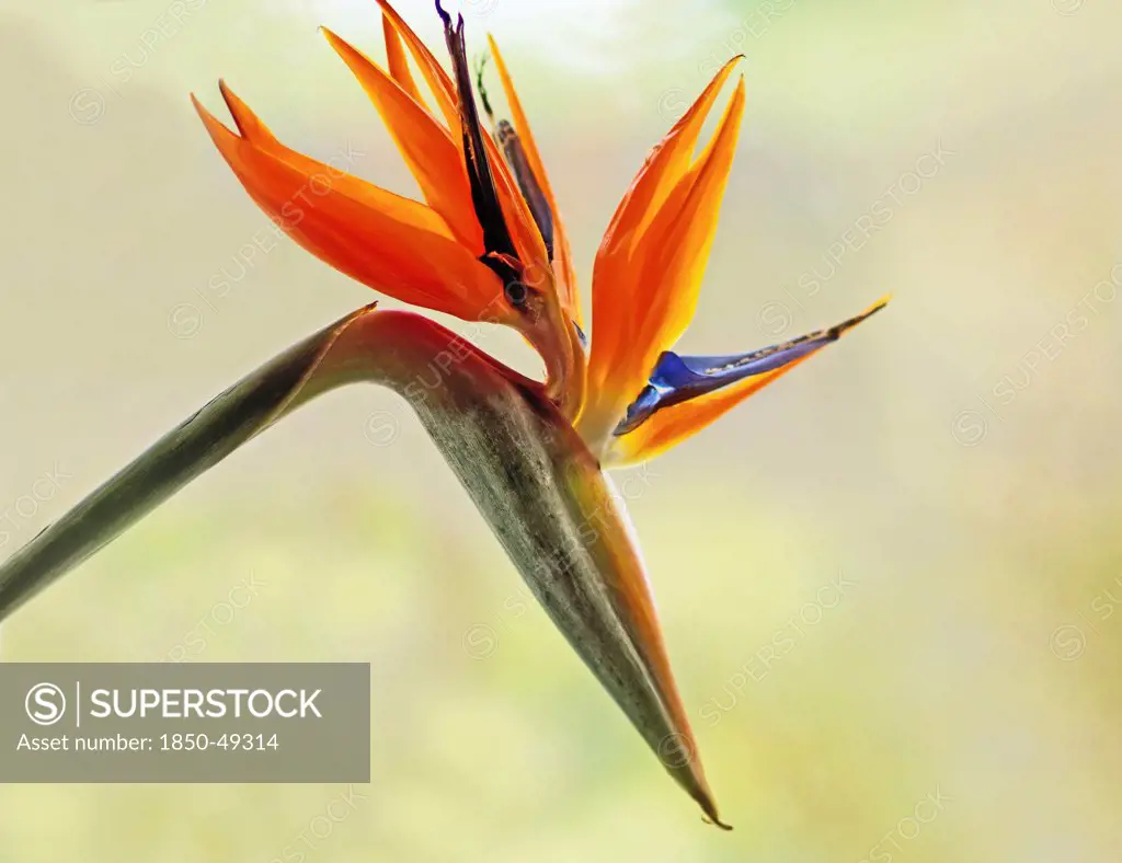 Strelitzia reginae, Bird of paradise, Orange subject.