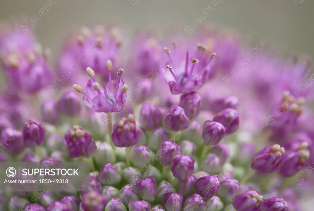 Allium cultivar, Allium, Purple subject.