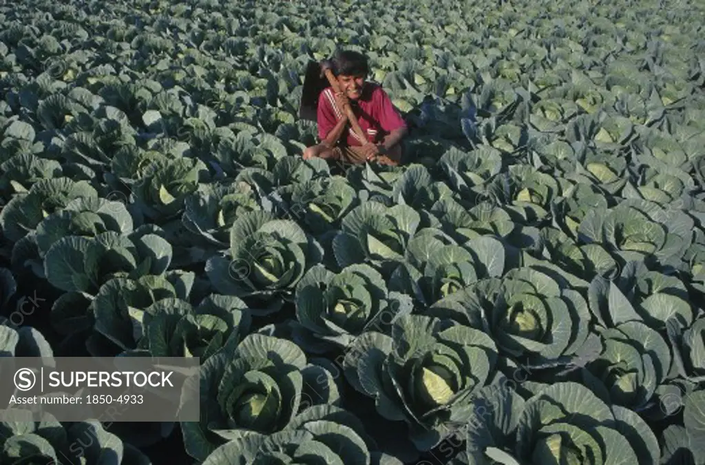 India, Gujarat, Bhujodi, Farmhand In Cabbage Patch