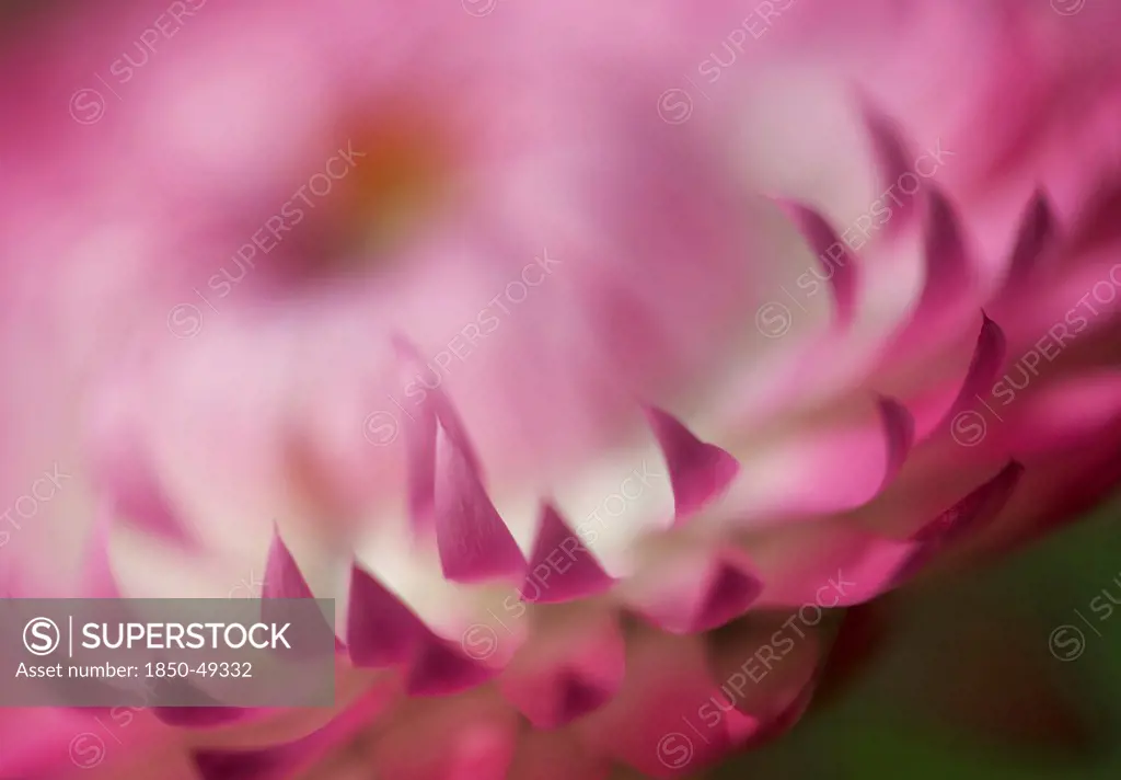 Helichrysum cultivar, Everlasting flower, Pink subject.