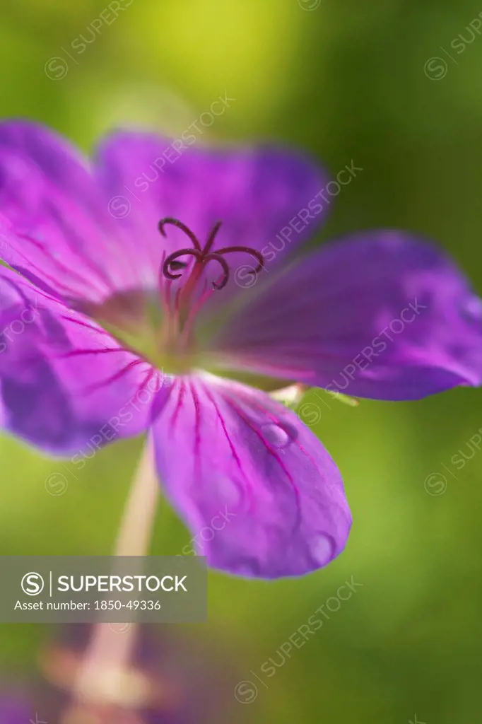 Geranium pratense, Meadow cranesbill, Purple subject.