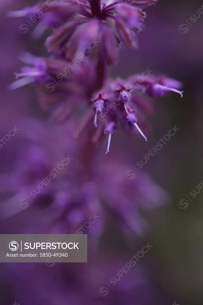 Salvia verticillata 'Purple rain', Purple lilac sage, Purple subject.