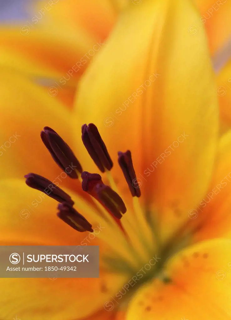 Lilium, Lily, Oriental lily, Orange subject.