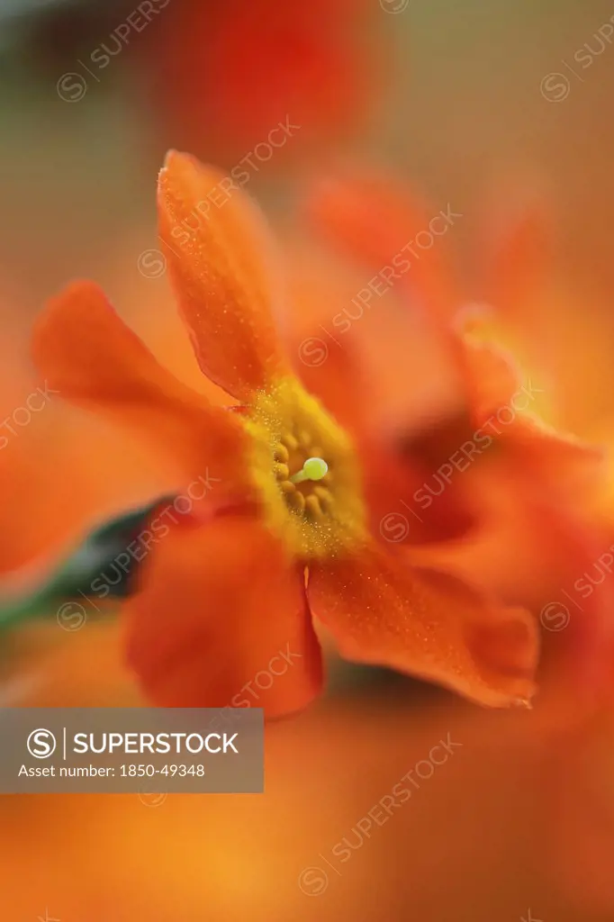 Primula cultivar, Primula, Primrose, Orange subject.