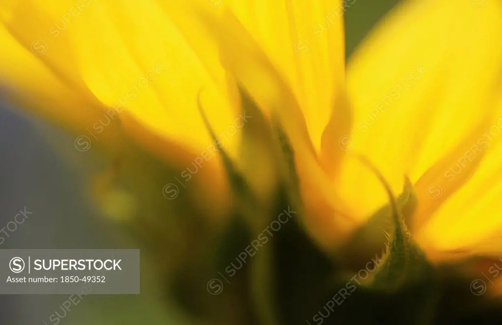 Helianthus annuus, Sunflower, Yellow subject.