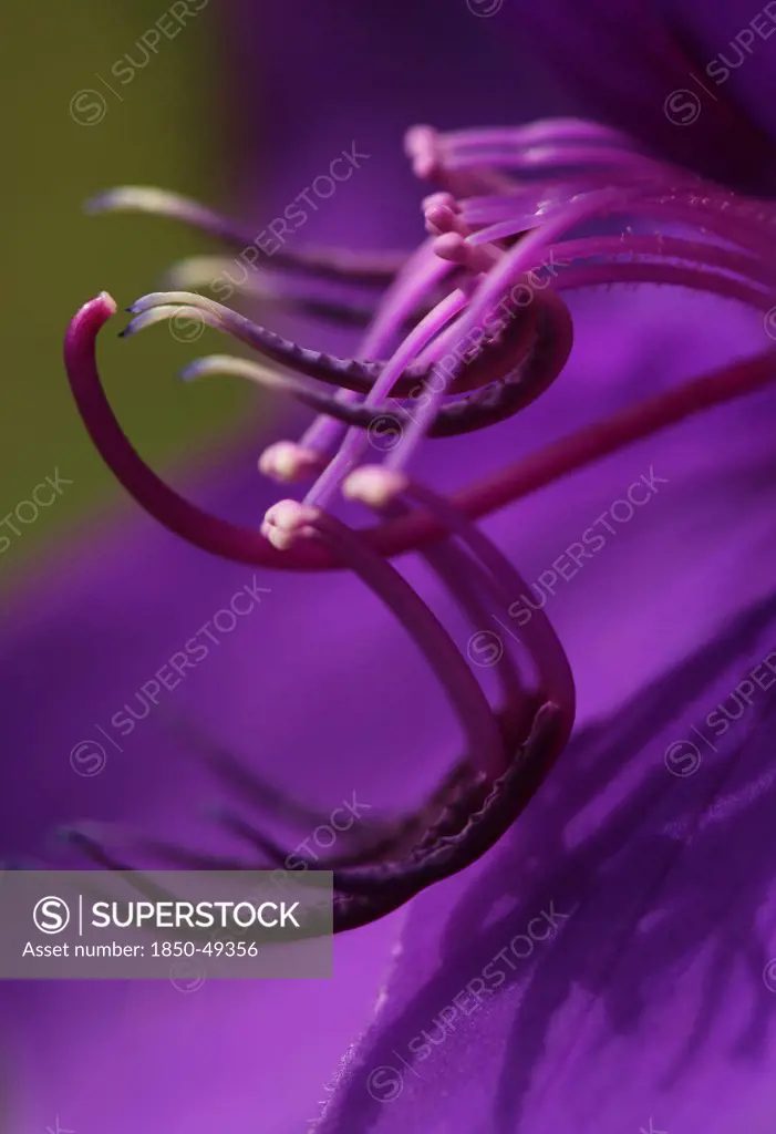 Tibouchina granulosa, Glory tree, Purple subject.