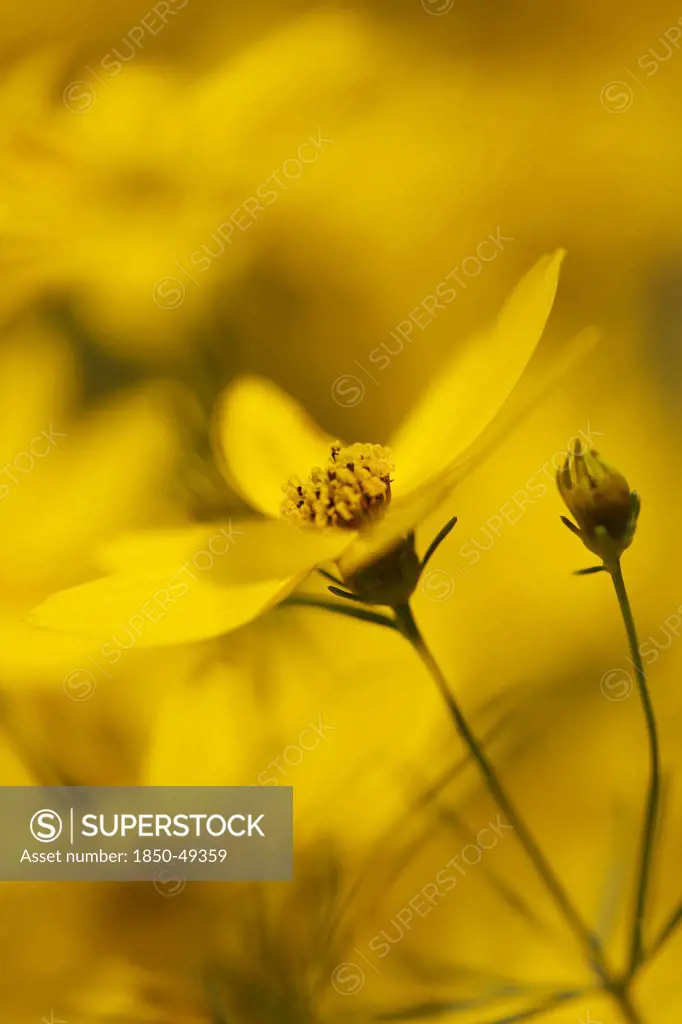 Coreopsis verticillata, Coreopsis, Yellow subject.