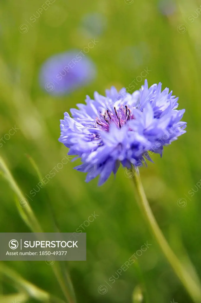 Single Blue colored Cornflower, Centaurea cyanus, shot outside in a field of grass.