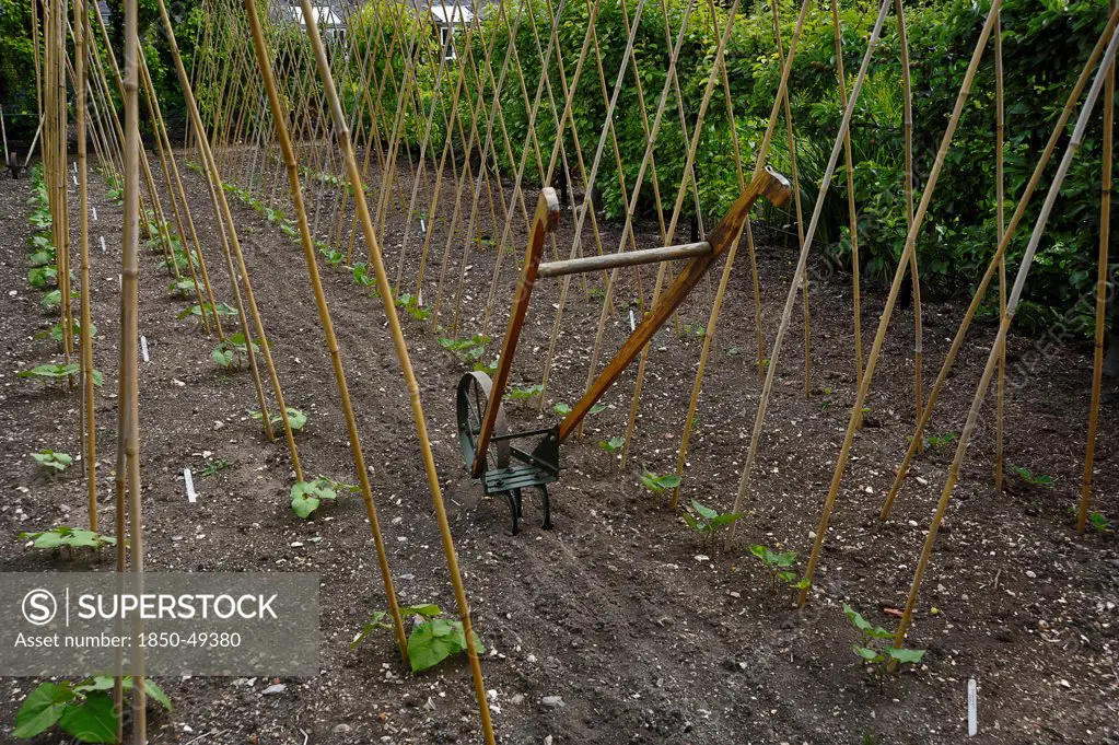 Bamboo structure providing support for Runner bean plants with traditional wheel hoe in between rows.