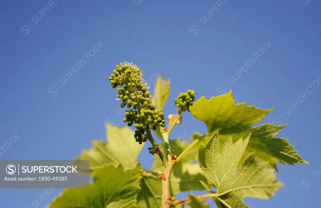 Vitis vinifera grape vine with small flowers and developing fruit.