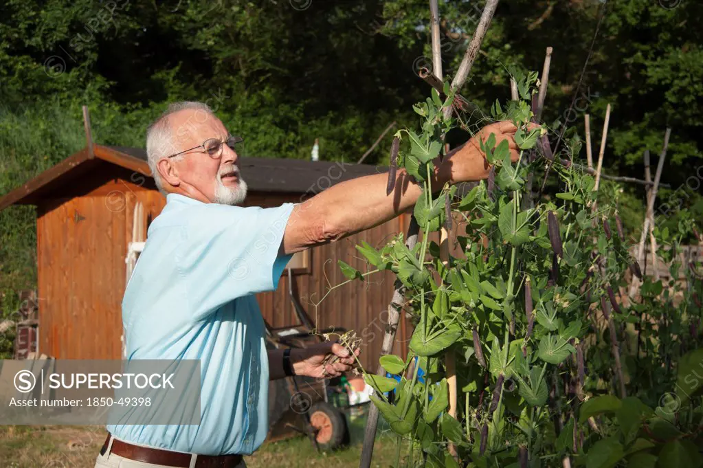 Man picking purple pods of peas growing up bamboo wigwam.