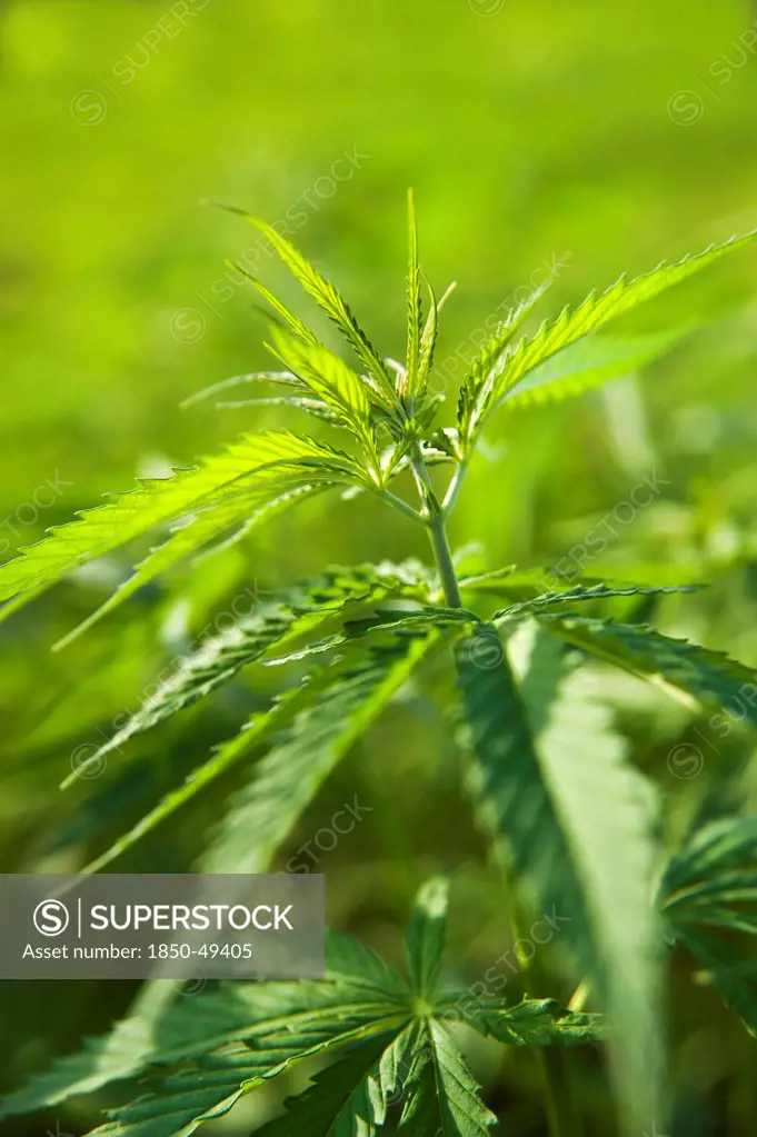 Hemp plant, Cannabis sativa growing as crop.
