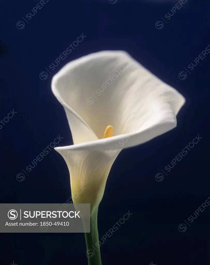 Studio shot with curved white spathe or floral bract surrounding central, yellow spadix or floral spike.