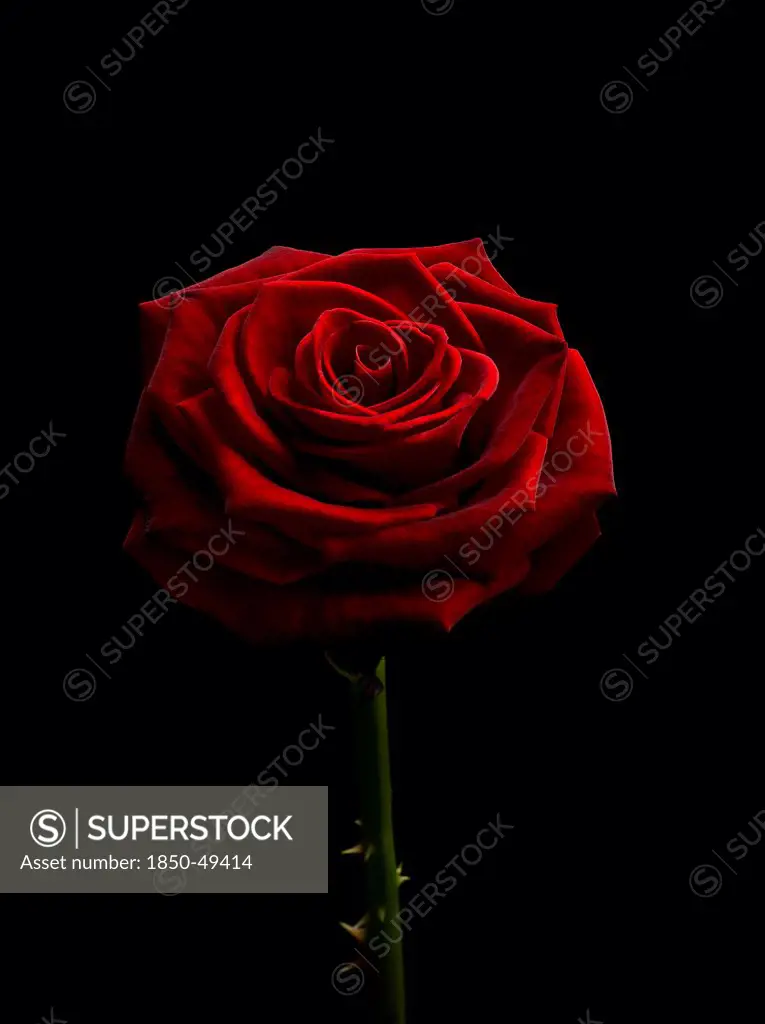 Single dark red rose.