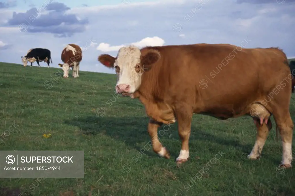 Agriculture, Farming, Cattle, Cows In Sussex Field