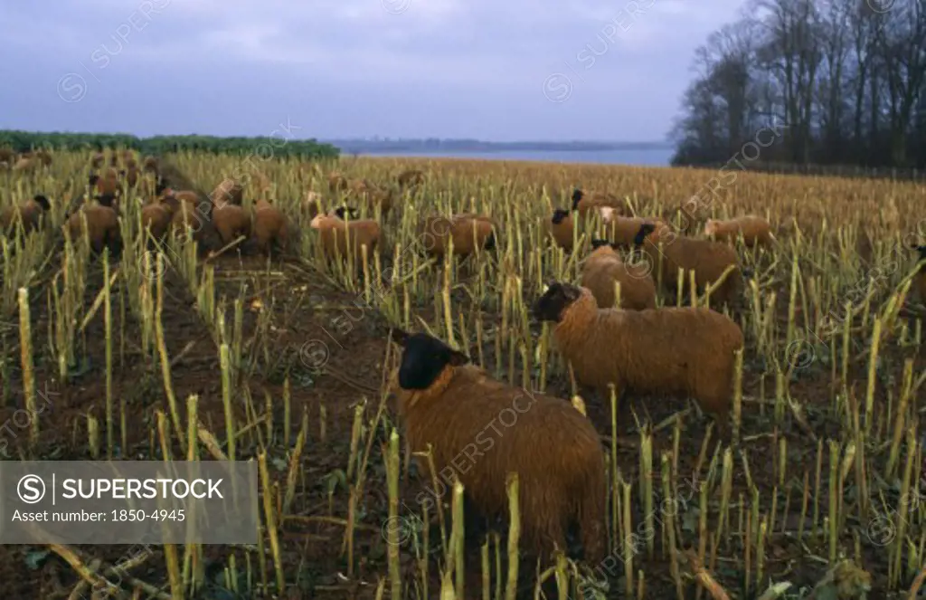 Agriculture, Livestock, Sheep, 'England, Rutland.  Black Faced Sheep Eating Brussel Sprout Stalks In Winter Landscape.'